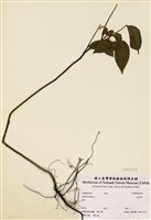 藏品(毛決明)的圖片